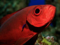 Big Eye at cleaning station