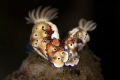 Nudibranches with Imperial Shrimps