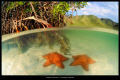 Oreaster reticulatus_La Cienega