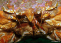 Close up of a Spider Crab.  Taken at Inis Oirr in Galway Bay.