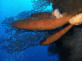 Sponges- Wall Dive, Mary's Place, Roatan-Was surprised by the orientation  of these sponges. Almost tempted to rotate the image, but the exhaust bubbles in the background reach for the surface. SeaLife DC1000 with Wide Angle lens, single strobe.