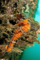 Longsnout seahorse