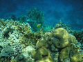 Coral-Sharm El-shaikh-Egypt