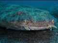 I have put it in the non-swimming because he just lay there posing for me while I snapped away with my camara for 2 minutes. He was a 1.5 meter Angel Shark in only 10meters of water and Picture was taken on a casio z85 with internal flash set on soft