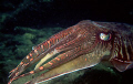 Male cuttlefish at the Andaman Sea