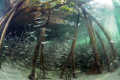 Mangrove_Los Roques National Park