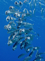 Bigmouth mackerel