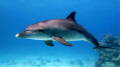 Dolphin, my lovely dolphin :)