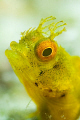 Golden phase Rough Head Blenny.  60mm lens with +5 diopter (and some cropping).