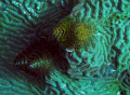 Christmas Tree Worms - Image Cropped