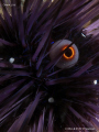 Diadem urchin (Diadema setosum).