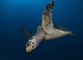 Hawksbill Turtle in the Wreck of the Miss Opportunity.