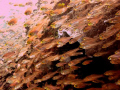 Komodo Island - Dive Site: The Aquarium