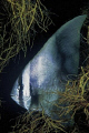 Batfish hiding...