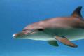 Just one of dolphin's family ;)) It is a face of happiness...