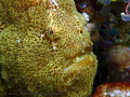 Frogfish in Malapascua, Philippines