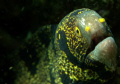 Floral Moray on Vetchies Pier - off Durban. This is South Africa's version of muck diving... taken in ambiant light , free diving in 3m of water at 1pm