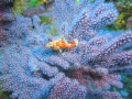 tiny fish lying on gorgonian