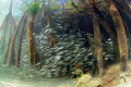 Mangrove (Los Roques National Parc)