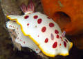 Chromodoris Splendida, Nelson Bay