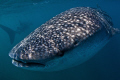 Whale Sharks in Djibouti