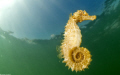 seahorse.Thau lagoon