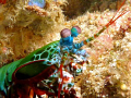 Mantis shrimp from Puerto Galera