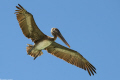 pelican (Los Roques, Venezuela)