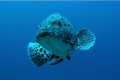 Potato Bass