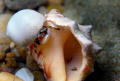 Hermit crab at Sodwana Bay Souh Africa