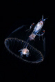 Hyperid amphipod getting a free ride on a (rather small) jelly fish...