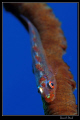 Whip coral gobbie :-D - Marsa Nakari house reef, zodiac north. This whip coral was just underneath the cave where we found the hatchin tiger cardinalfish - we spent quite some tim on this spot.