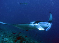 A manta, up close and personal, near Moofushi taken with an Olympus 5060