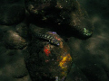 I using Canon G11 + DS 51 Ikelite substrobe in tulamben, the fish was tried to camouflage with the rock