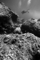 Flat Island Dive Mauritius 7metres balanced light