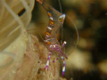 Shrimp taken using Olympus SP-550 UZ, 2 INON UCL-165 Macro Lens, PT-037 Underwater Housing & D2000 INON strobes