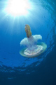 Jellyfish in the sun...