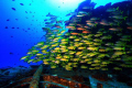 Top deck with Cardinal fish Mauritius shipwreck Canon EOS 7D