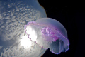 Jellyfish orbiting the Earth  :)  No photoshop.