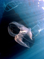Luminescent jellyfish under the boat 