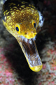 Fangtooth moray eel