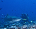 Shark dive in Papette, Tahiti.  Described as a 