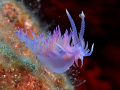 nudi from Turkey