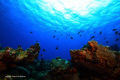 The Maxy Dive 14 metres Mauritius Pointe Aux Piments