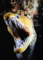 Fangtooth moray eel in a night dive