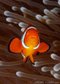 Clown Anemonefish