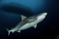 Pregnant caribbean reef shark under the T&C Agressor