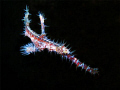 Ornate Ghost Pipefish(Solenostomus paradoxus) with G12 UCL 165