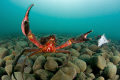 Kelp crabs defending their meal.
Seattle, WA, U.S.A.