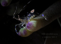 Spotted Cleaner Shrimp, using snoot